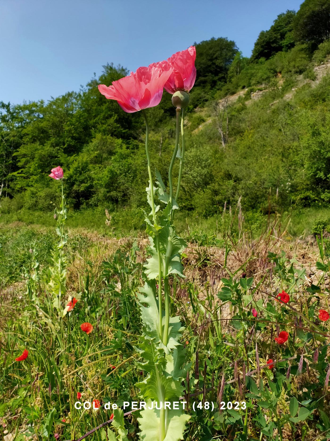 Poppy, Opium plant